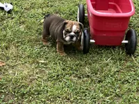 Alex, a male English Bulldog for sale in Exeter, MO – Photo 2 of 10