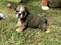 Alex, a male English Bulldog for sale in Exeter, MO – Photo 1 of 10