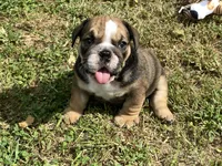 Alex, a male English Bulldog for sale in Exeter, MO – Photo 3 of 10
