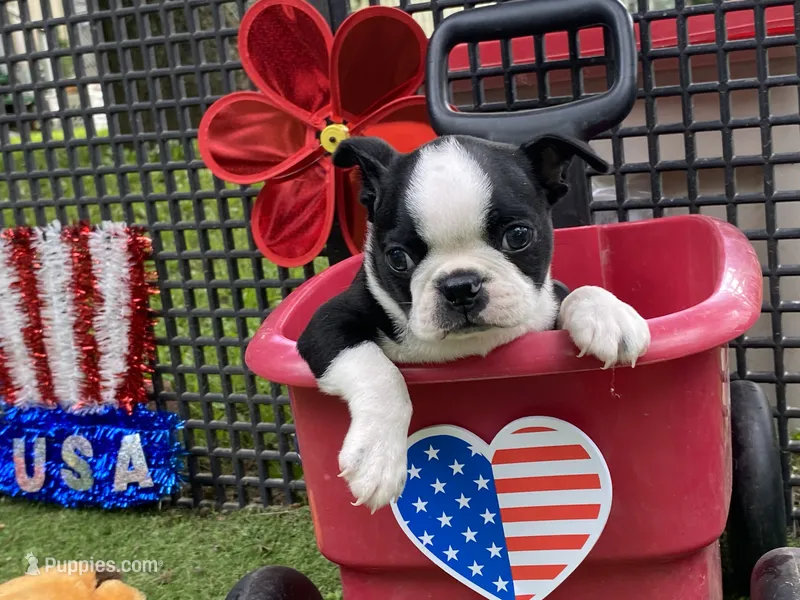Frankie – Boston Terrier puppy for sale in Exeter, MO