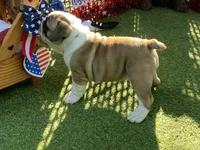 Dream, a female English Bulldog for sale in Exeter, MO – 4 of 10