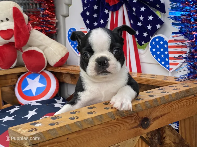 Frankie – Boston Terrier puppy for sale in Exeter, MO