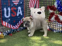 Posey, a female English Bulldog for sale in Exeter, MO – 9 of 10