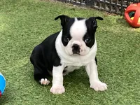 Penny, a female Boston Terrier for sale in Exeter, MO – 7 of 10
