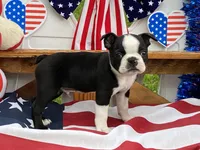 Frankie, a female Boston Terrier for sale in Exeter, MO – 2 of 10
