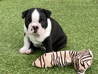 Prince, a male Boston Terrier for sale in Exeter, MO – 5 of 10