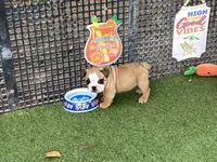 Rex, a female English Bulldog for sale in Exeter, MO – 8 of 10