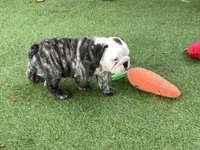 Rudy, a female English Bulldog for sale in Exeter, MO – 7 of 10