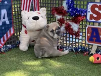 Posey, a female English Bulldog for sale in Exeter, MO – 5 of 10
