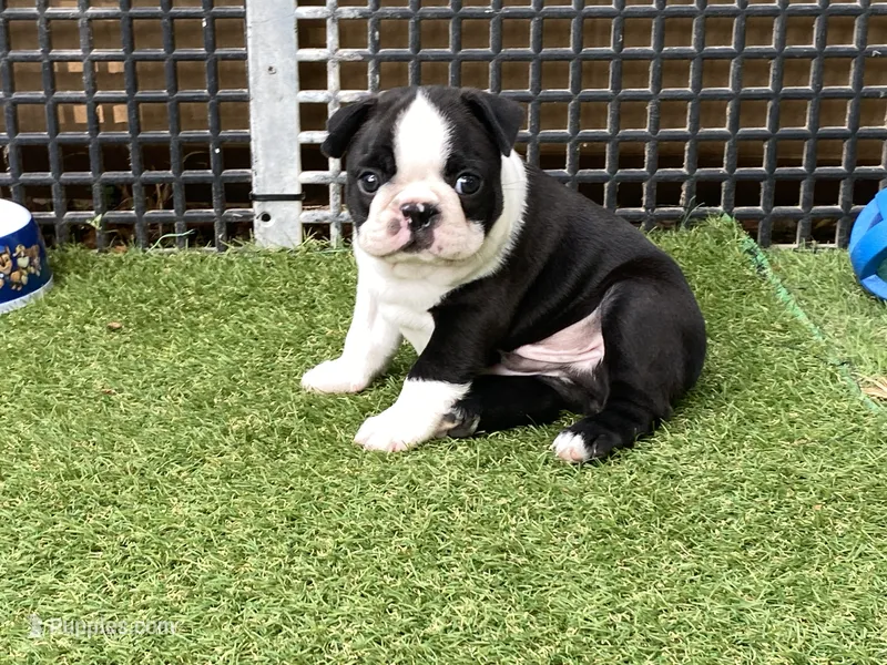 Prince – Boston Terrier puppy for sale in Exeter, MO