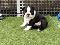 Prince, a male Boston Terrier for sale in Exeter, MO – 7 of 10