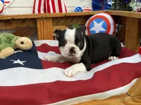 Flora, a female Boston Terrier for sale in Exeter, MO – 7 of 10