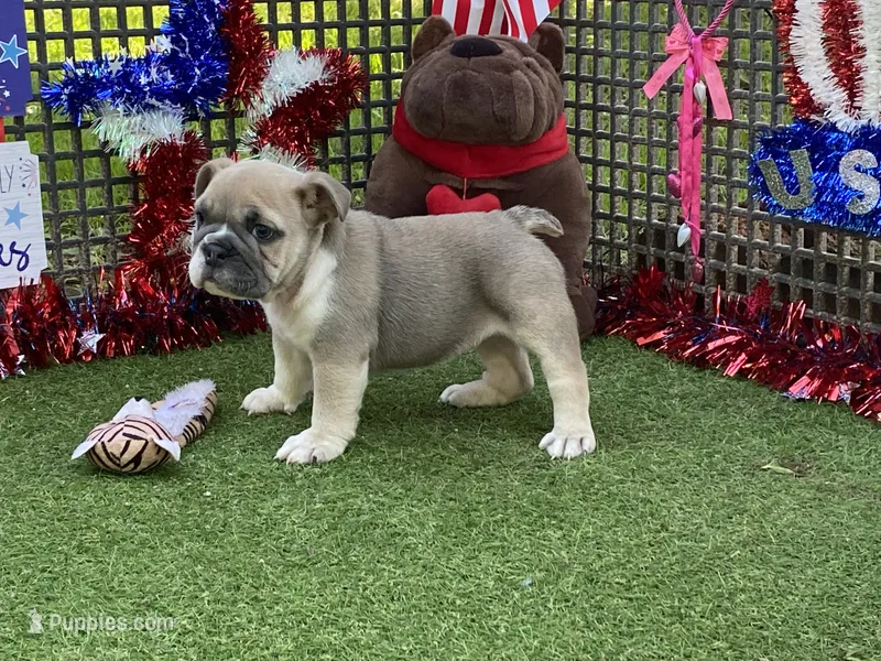 Posey – English Bulldog puppy for sale in Exeter, MO