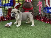 Posey, a female English Bulldog for sale in Exeter, MO – 6 of 10