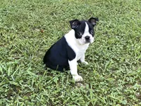Penny, a female Boston Terrier for sale in Exeter, MO – Photo 7 of 10