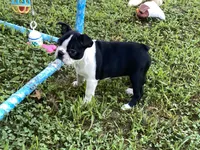 Penny, a female Boston Terrier for sale in Exeter, MO – Photo 4 of 10