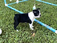 Penny, a female Boston Terrier for sale in Exeter, MO – Photo 3 of 10