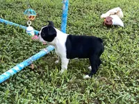 Penny, a female Boston Terrier for sale in Exeter, MO – Photo 6 of 10