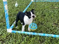 Penny, a female Boston Terrier for sale in Exeter, MO – Photo 2 of 10