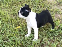 Penny, a female Boston Terrier for sale in Exeter, MO – Photo 10 of 10