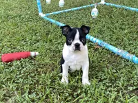 Penny, a female Boston Terrier for sale in Exeter, MO – Photo 1 of 10
