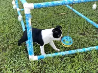 Penny, a female Boston Terrier for sale in Exeter, MO – Photo 5 of 10