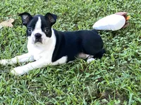 Penny, a female Boston Terrier for sale in Exeter, MO – Photo 8 of 10