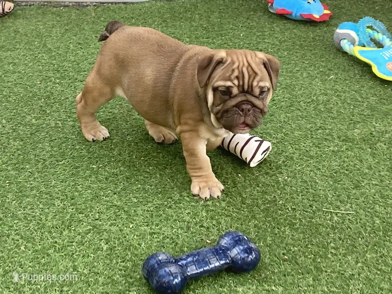 Addie – English Bulldog puppy for sale in Exeter, MO
