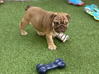 Addie, a female English Bulldog for sale in Exeter, MO – 1 of 8