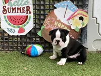 Prince, a male Boston Terrier for sale in Exeter, MO – 9 of 10