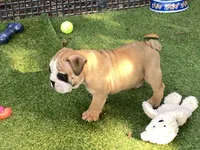Rex, a female English Bulldog for sale in Exeter, MO – 3 of 10