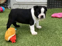 Peter, a male Boston Terrier for sale in Exeter, MO – 6 of 10