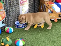Ava, a female English Bulldog for sale in Exeter, MO – 4 of 7