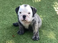Rudy, a female English Bulldog for sale in Exeter, MO – 2 of 10