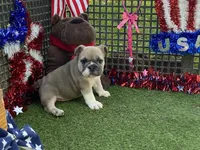 Posey, a female English Bulldog for sale in Exeter, MO – 8 of 10