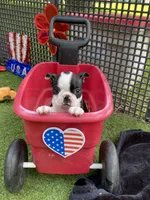 Flora, a female Boston Terrier for sale in Exeter, MO – 9 of 10