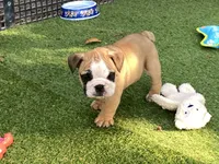 Rex, a female English Bulldog for sale in Exeter, MO – 4 of 10