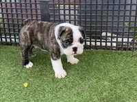 Paul, a female English Bulldog for sale in Exeter, MO – 3 of 10