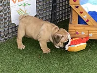 Rex, a female English Bulldog for sale in Exeter, MO – 9 of 10