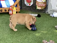 Ava, a female English Bulldog for sale in Exeter, MO – 6 of 7