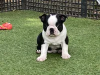 Penny, a female Boston Terrier for sale in Exeter, MO – 4 of 10