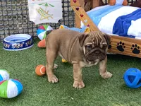 Addie, a female English Bulldog for sale in Exeter, MO – 5 of 8