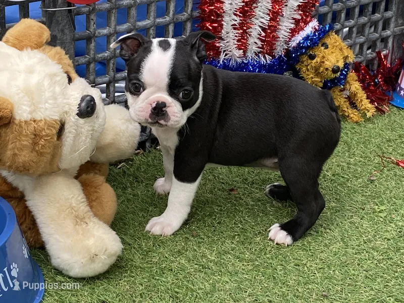 Flora – Boston Terrier puppy for sale in Exeter, MO