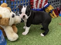 Flora, a female Boston Terrier for sale in Exeter, MO – 1 of 10