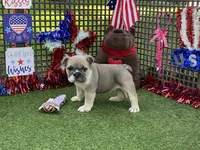Posey, a female English Bulldog for sale in Exeter, MO – 2 of 10