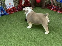 Pearl, a female English Bulldog for sale in Exeter, MO – 7 of 10