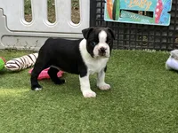 Peter, a male Boston Terrier for sale in Exeter, MO – 4 of 10