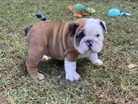 Glaceon, a female English Bulldog for sale in Exeter, MO – Photo 3 of 10