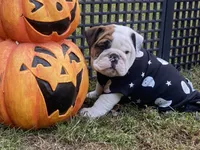 Glaceon, a female English Bulldog for sale in Exeter, MO – Photo 7 of 10