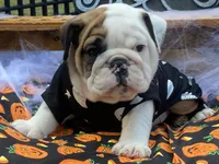 Glaceon, a female English Bulldog for sale in Exeter, MO – Photo 10 of 10